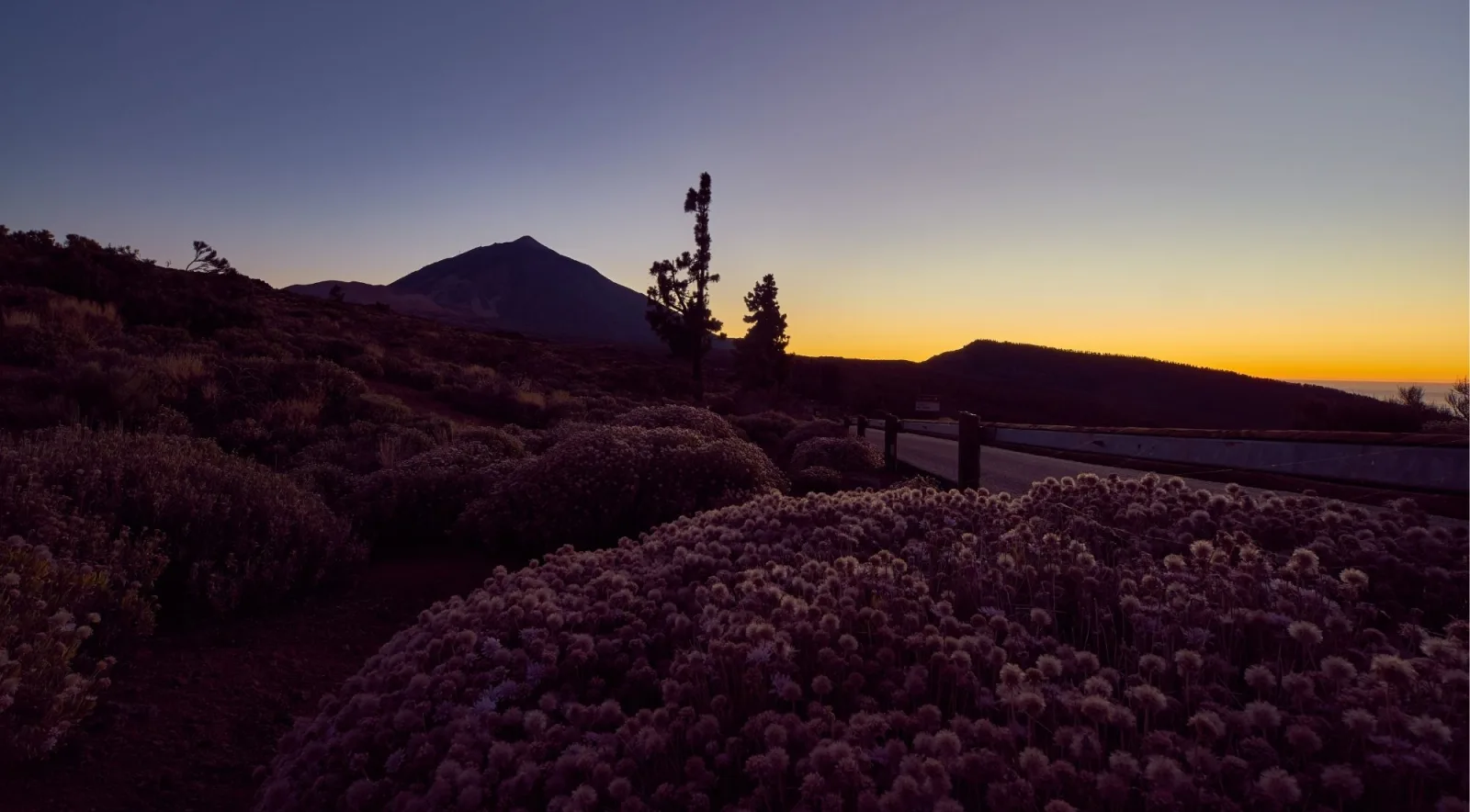 Teide at dusk beyond flowering high-altitude scrub beside the park road