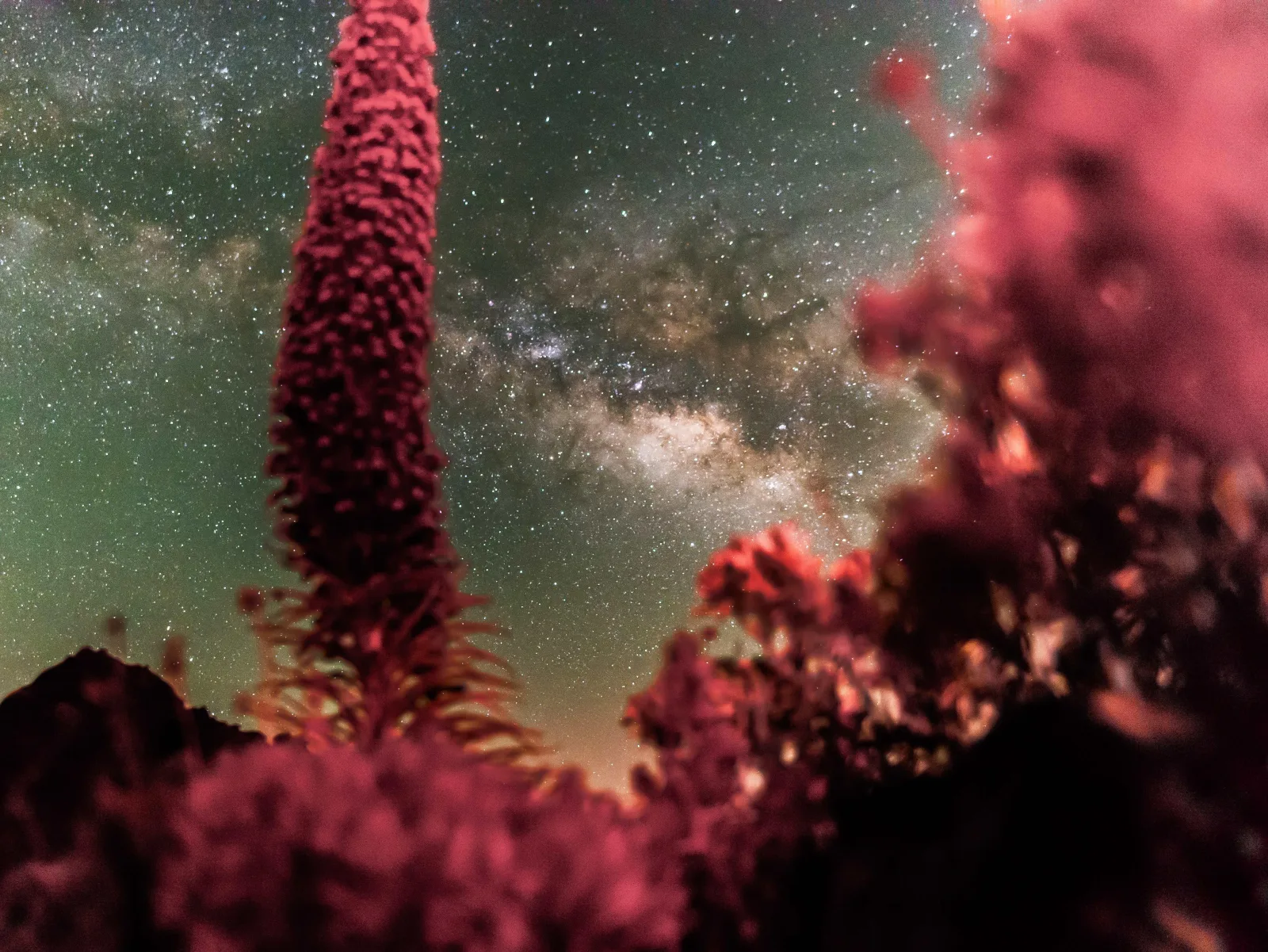 A tajinaste flower spike silhouetted against the Milky Way