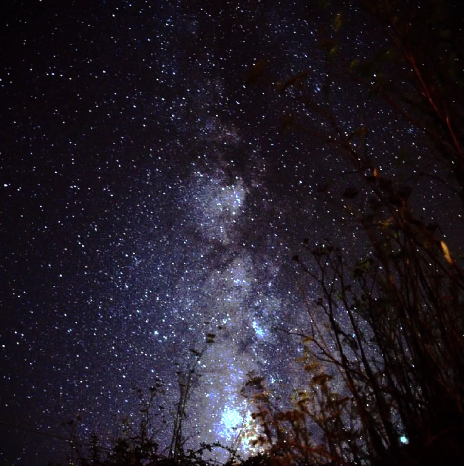 The Milky Way overhead, framed by the branches of a Canary pine